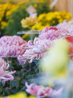 菊 菊 菊,菊の花,キクの写真素材