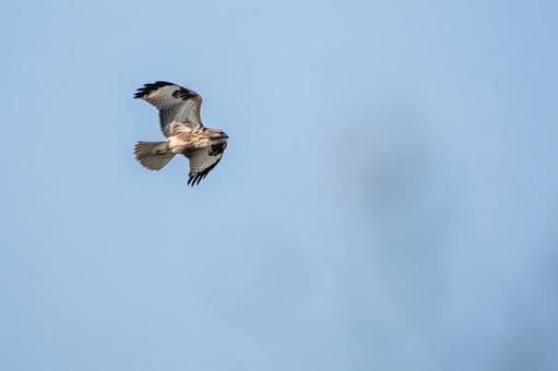 ノスリ⒅の写真