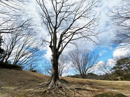 Trees and cloudy sky in the park, JPG Trees and cloudy sky in the park, JPG