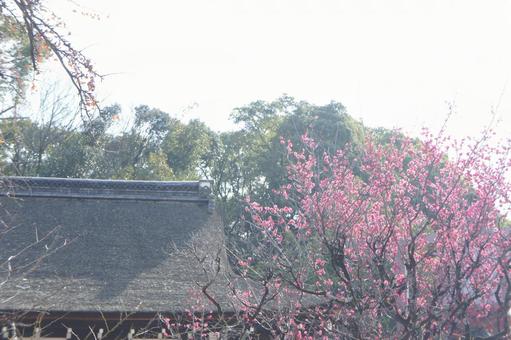 梅の花 梅,華,花の写真素材