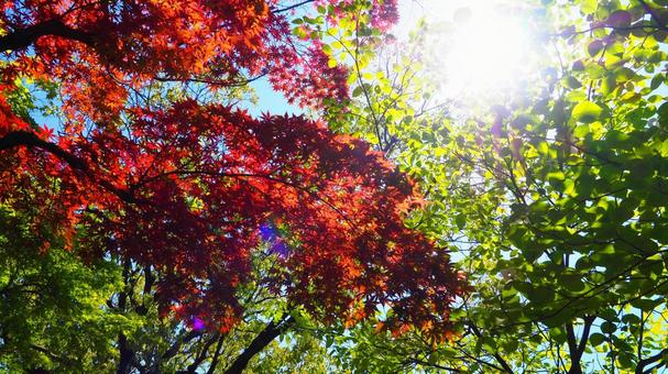 秋の日差し!紅葉が真っ赤に映える! 秋の日差し!紅葉が真っ赤に映える! 紅葉,もみじ,モミジの写真素材