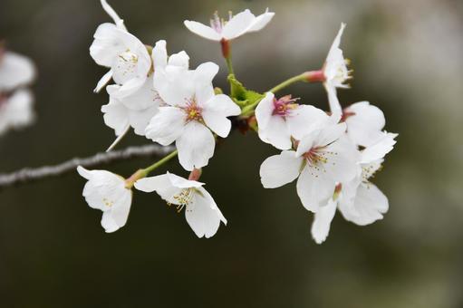 桜(染井吉野・ソメイヨシノ) 桜(染井吉野・ソメイヨシノ) 桜,染井吉野,花見の写真素材