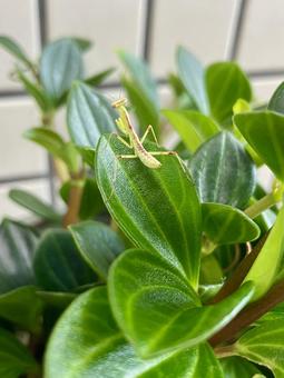 カマキリ カマキリ,春,孵化の写真素材