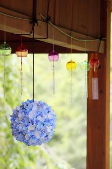 Hydrangea, JPG