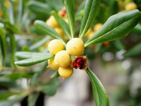 トベラの実 トベラ,植物,常緑低木の写真素材