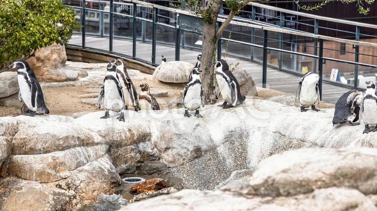 日光浴をしているペンギンの群れ｜16:9 ペンギン,沢山,水族館の写真素材
