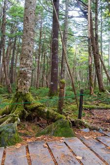 八ヶ岳白駒池 登山道 森の道 八ヶ岳白駒池 登山道 森の道 日本,長野県,南佐久郡の写真素材