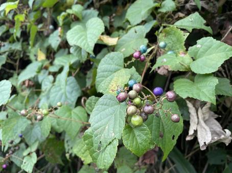 ウマブドウ ウマブドウの写真