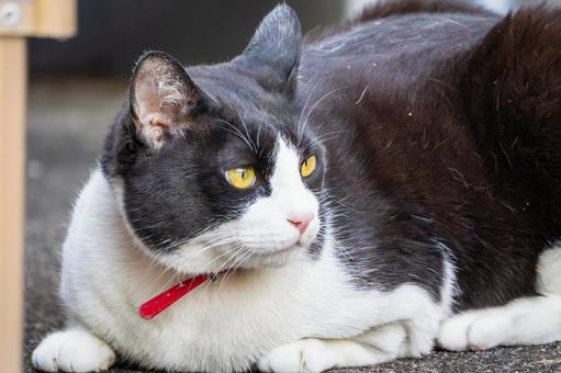 猫(270) 猫,食肉目,ネコ科の写真素材