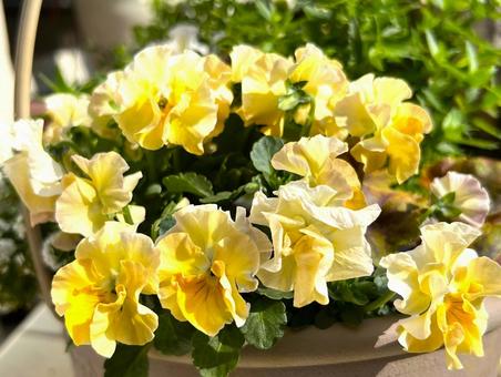 はなやかなパンジー パンジー,花,寄せ植えの写真素材