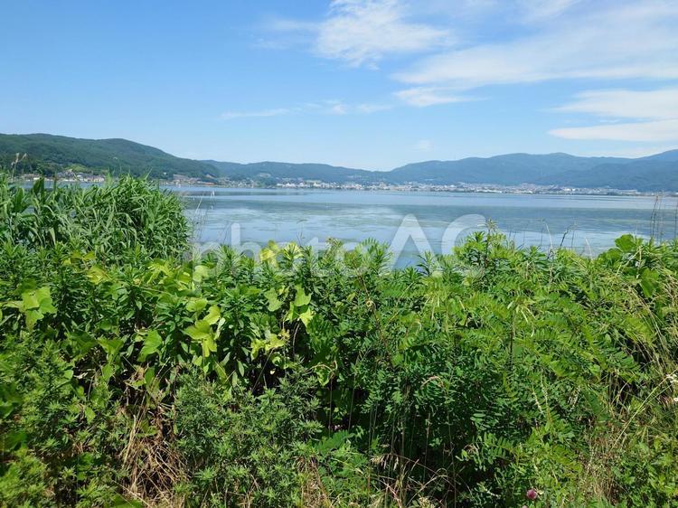晴れた日の湖と植物 植物,湖,山々の写真素材