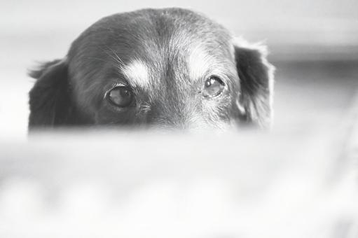 ハードボイルドな午後... ミニチュアダックス,犬,緊張感の写真素材