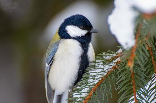 エゾマツにとまるシジュウカラ シジュウカラ,四十雀,鳥の写真素材