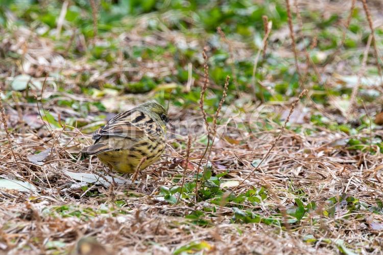 地面を歩くアオジの後ろ姿 アオジ,鳥,野鳥の写真素材