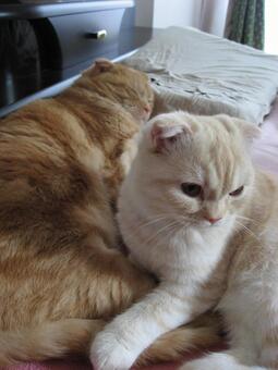 熟睡猫と寄り添う子猫 添い寝,寄り添う,ふわふわの写真素材