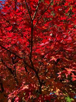 京都 紅葉 京都 紅葉の写真