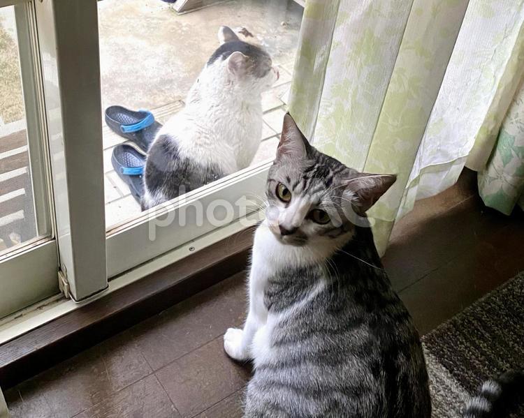 窓越しで会う猫ちゃん達 窓越し,会う,サバ白の写真素材