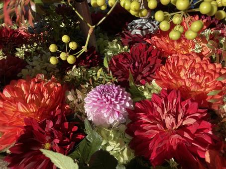 菊 菊 自然,秋,紅葉の写真素材