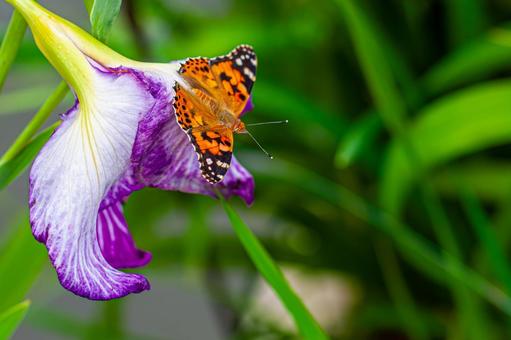 菖蒲の花と蝶 菖蒲の花と蝶 菖蒲,ショウブ,ハナショウブの写真素材
