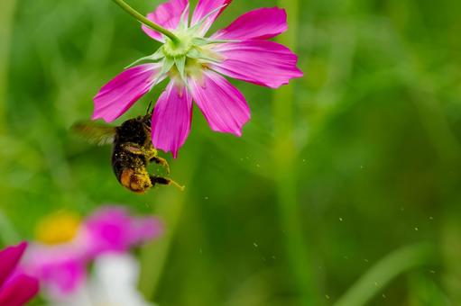 コスモスとクロマルハナバチ⑹ コスモスとクロマルハナバチ⑹ 花,コスモス,蜂の写真素材