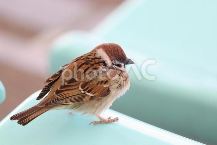 冬のもふもふなスズメ3 スズメ,雀,すずめの写真素材