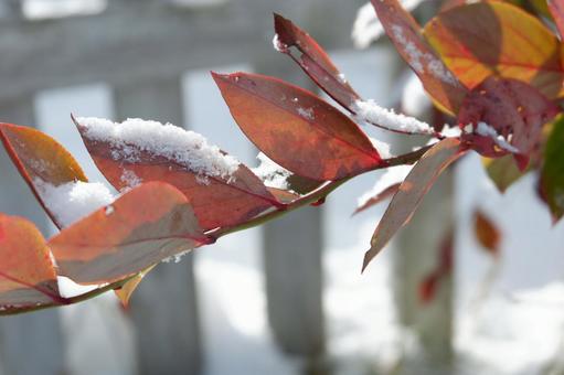 雪 雪の写真