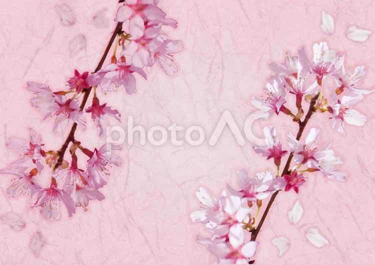 桜と和紙 桜,さくら,和紙の写真素材