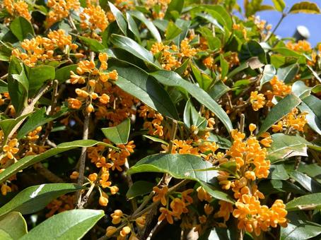 キンモクセイ 秋,金木犀,樹木の写真素材