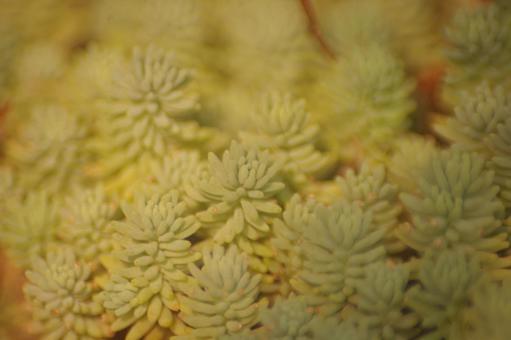 多肉植物 多肉植物の写真