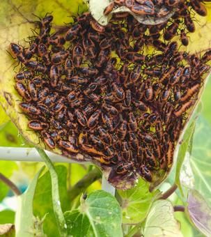 ヒメジュウジナガカメムシの幼虫 ヒメジュウジナガカメムシの幼虫 ヒメジュウジナガカメムシ,幼虫,カメムシの写真素材