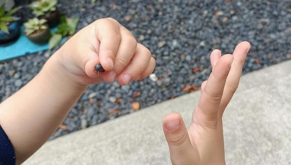 ダンゴムシを持つ子供 ダンゴムシを持つ子供 ダンゴムシ,昆虫,子供の写真素材