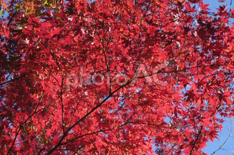 秋の紅葉・赤く色つくもみじの木立 紅葉,もみじ,赤の写真素材