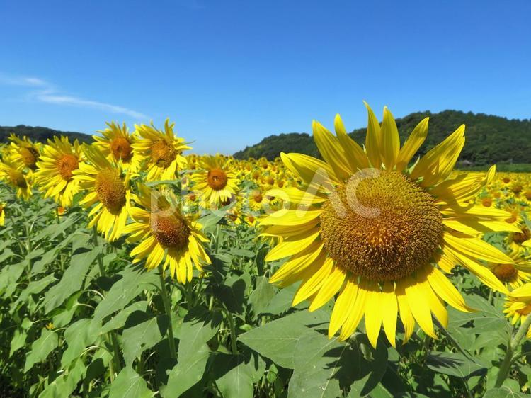ひまわり畑の景色 ひまわり畑,向日葵,夏の写真素材