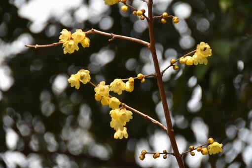 ロウバイ（蝋梅） ロウバイ,黄,蝋梅の写真素材