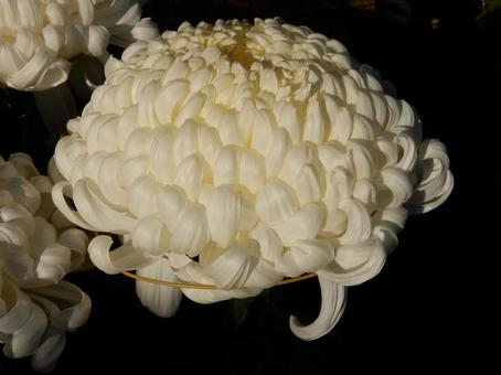 【風景写真】福山菊花展覧会の風景 キク,菊,菊花展の写真素材