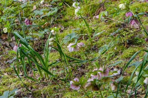 早春の森に咲くクリスマスローズ クリスマスローズ,蕣,ヘレボルスの写真素材