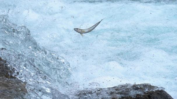 鮎 鮎 鮎,川魚,釣りの写真素材