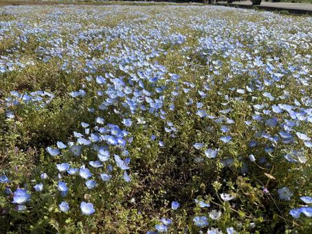 花の都公園のネモフィラ 花の都公園のネモフィラ ネモフィラ,はな,ガーデニングの写真素材