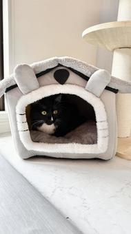 ドールにかくれんぼ猫 猫,ペット,かわいいの写真素材