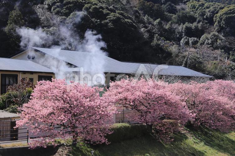 南の桜満開 南の桜,満開,旅館の写真素材