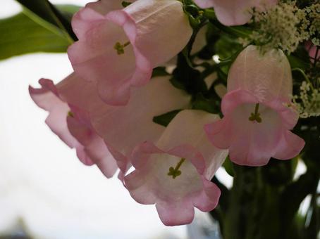 ピンクの花　カンパニュラ カンパニュラ,フウリンソウ,風鈴草の写真素材
