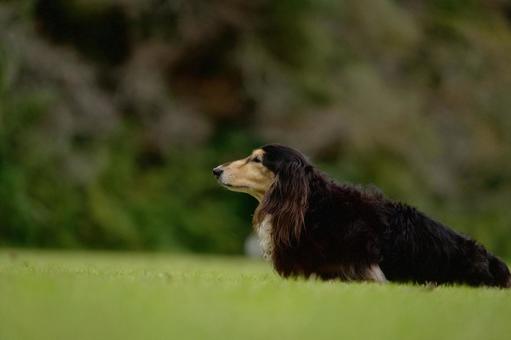 ミニチュアダックスのポートレート ミニチュアダックスのポートレート 犬,ミニチュアダックス,ダックスフンドの写真素材