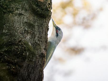 木にとまるアオゲラ・キツツキ 木にとまるアオゲラ・キツツキの写真
