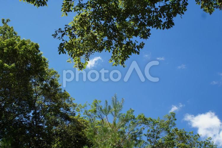 空と雲と木 青空,樹木,木の写真素材