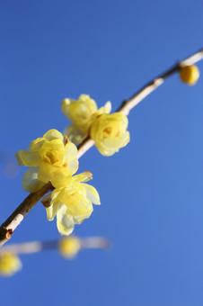 ロウバイ3の写真