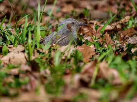 地面を歩くヒヨドリ 地面を歩くヒヨドリ ヒヨドリ,野鳥,鳥の写真素材