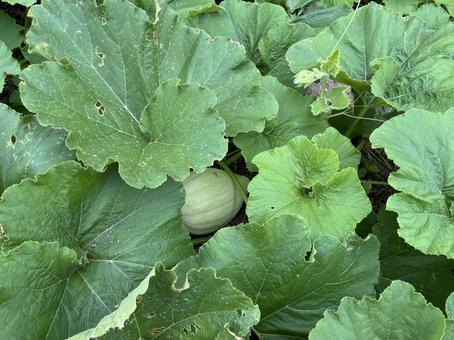 カボチャの畑 カボチャの畑 カボチャ,野菜,栽培の写真素材