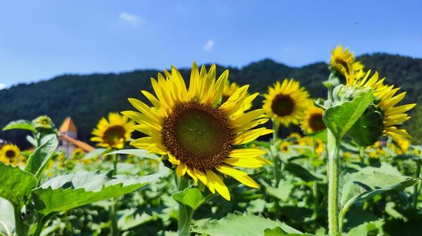 夏を抱きしめる花畑 夏を抱きしめる花畑の写真