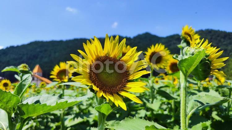 夏を抱きしめる花畑 ひまわり,洲原ひまわりの里,黄金色の花畑の写真素材