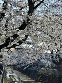 Cherry blossom trees, JPG